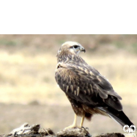 گونه سارگپه پا بلند Long-legged Buzzard